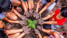 People in a circle planting a tree seedling